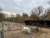 Pferdestall Paddock